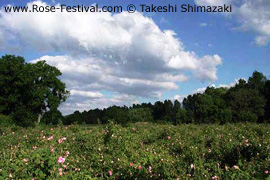 Bulgaria rose festival